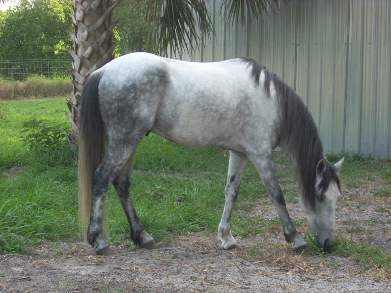 Florida Cracker 2 - horse Breeds | ცხენის ჯიშები| cxenis jishebi